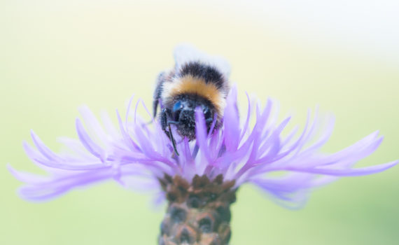 Bourdon terrestre / Bombus terrestris