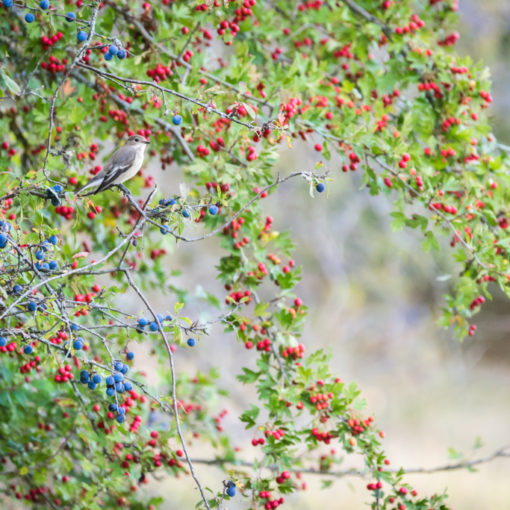 Gobemouche noir / Ficedula hypoleuca