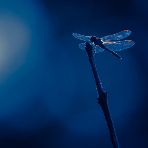 Sympétrum strié / Sympetrum striolatum