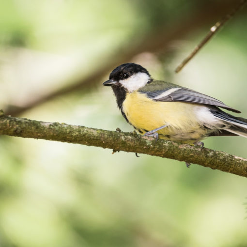 Mésange charbonnière / Parus major