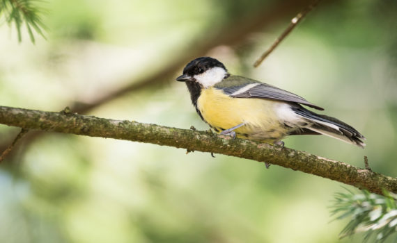 Mésange charbonnière / Parus major