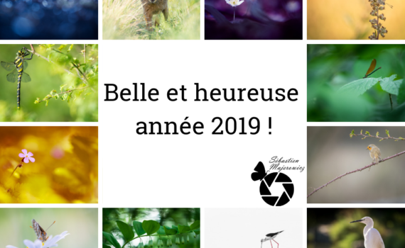 Bonne année 2019