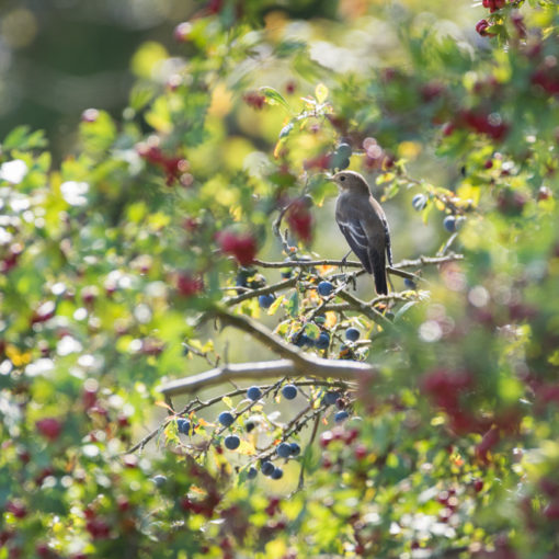 Gobemouche noir / Ficedula hypoleuca