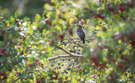 Gobemouche noir / Ficedula hypoleuca