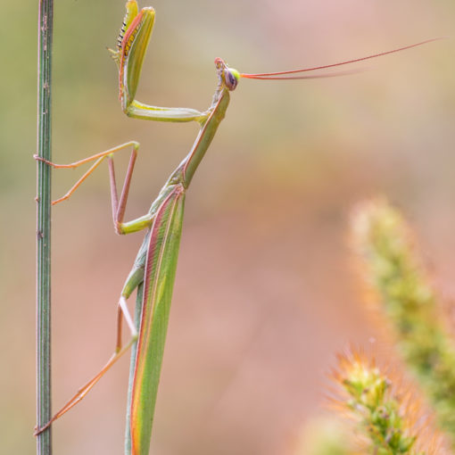 Mante religieuse / Mantis religiosa