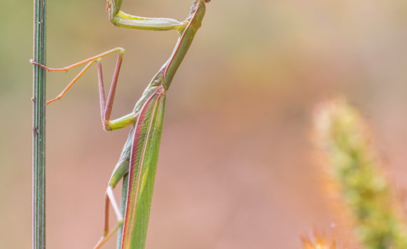 Mante religieuse / Mantis religiosa