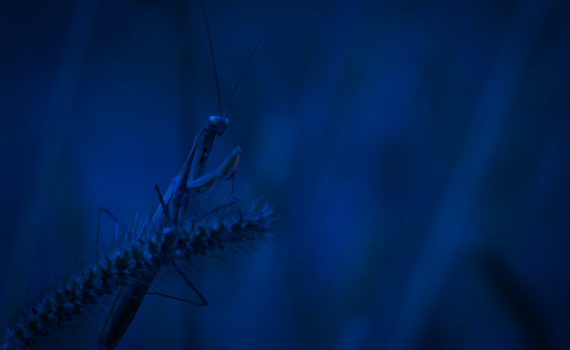 Mante religieuse / Mantis religiosa