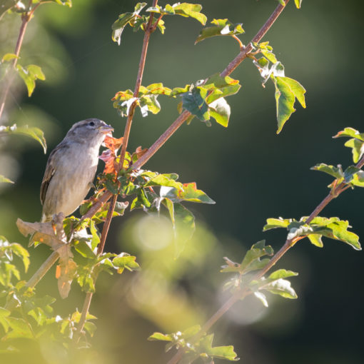 Moineau domestique / Passer domesticus