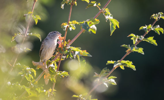 Moineau domestique / Passer domesticus