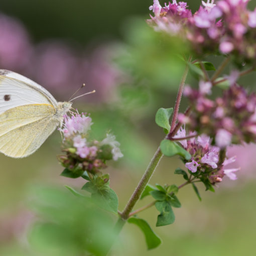 Piéride de la rave / Pieris rapae