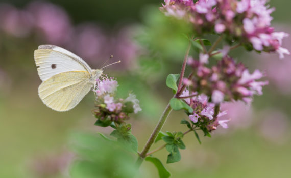 Piéride de la rave / Pieris rapae