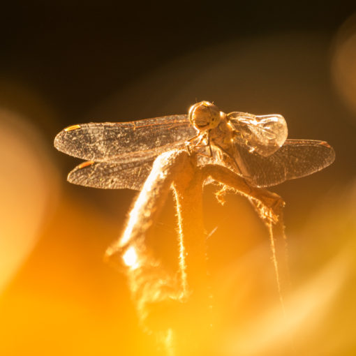 Sympétrum strié / Sympetrum striolatum