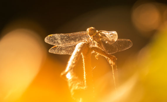 Sympétrum strié / Sympetrum striolatum