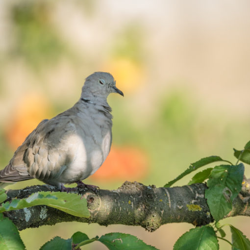 Tourterelle turque / Streptopelia decaocto