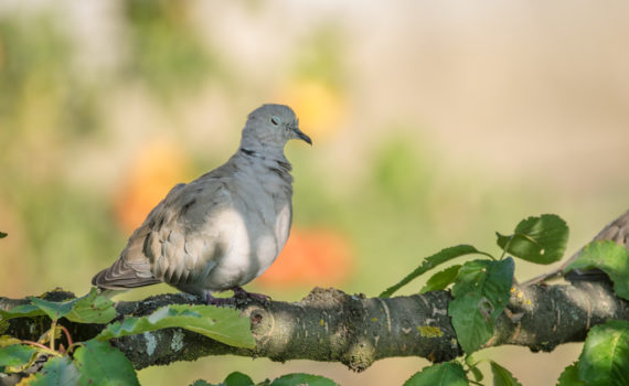 Tourterelle turque / Streptopelia decaocto