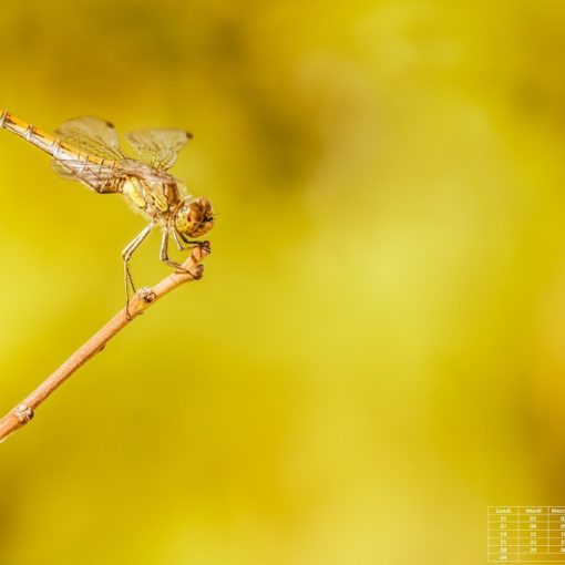 Sympétrum strié / Sympetrum striolatum