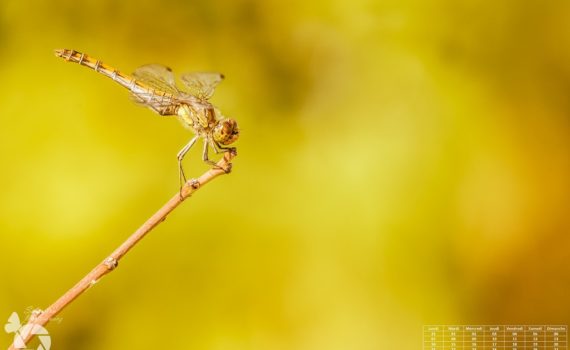 Sympétrum strié / Sympetrum striolatum