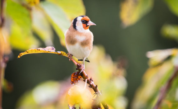 Chardonnet élégant / Carduelis carduelis