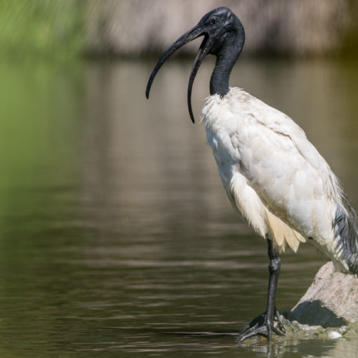 Ibis sacré / Threskiornis aethiopicus