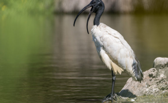 Ibis sacré / Threskiornis aethiopicus