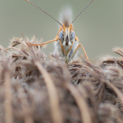 Mélitée du plantain / Melitaea cinxia