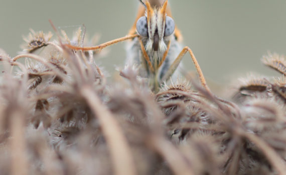 Mélitée du plantain / Melitaea cinxia