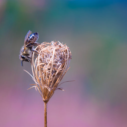 Abeille domestique / Apis mellifera