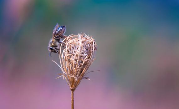 Abeille domestique / Apis mellifera