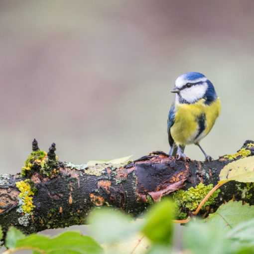 Mésange bleue / Cyanistes caeruleus