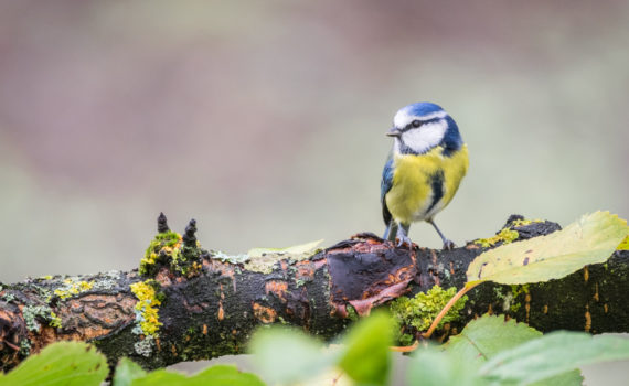 Mésange bleue / Cyanistes caeruleus