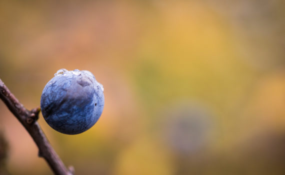 Epine noire / Prunus spinosa / Prunellier