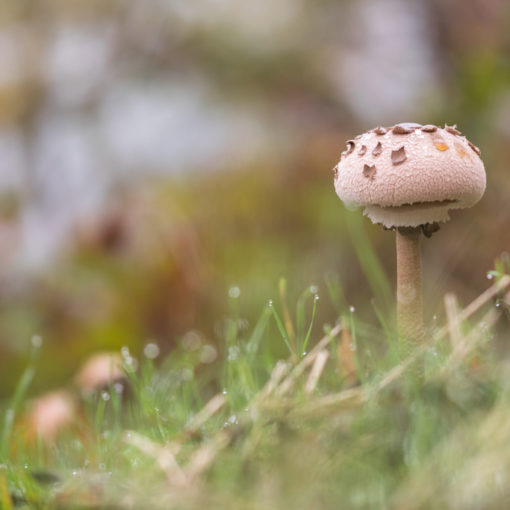 Coulemelle / Macrolepiota procera