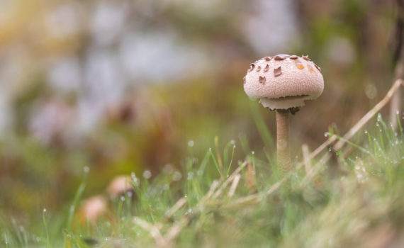 Coulemelle / Macrolepiota procera