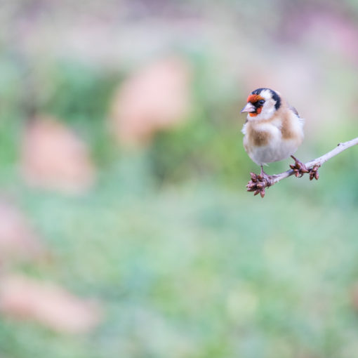 Chardonnet élégant / Carduelis carduelis