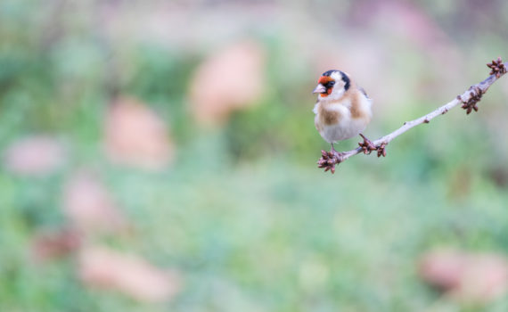 Chardonnet élégant / Carduelis carduelis