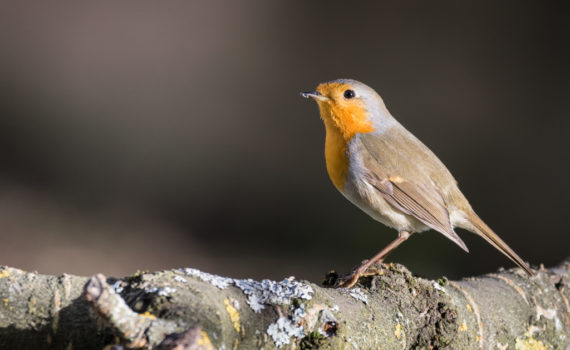 Rougegorge familier / Erithacus rubecula