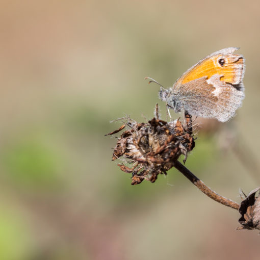 Fadet commun / Coenonympha pamphilus