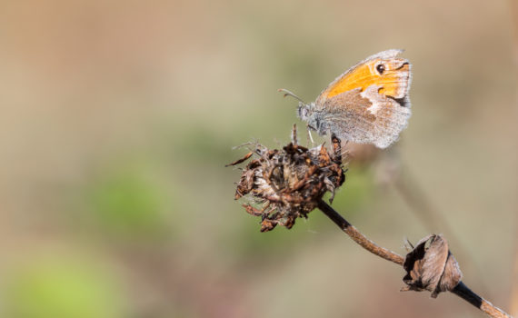 Fadet commun / Coenonympha pamphilus