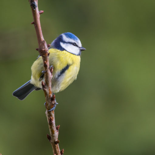 Mésange bleue / Cyanistes caeruleus