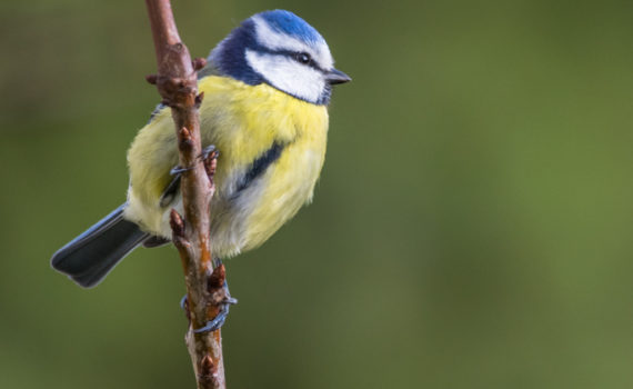 Mésange bleue / Cyanistes caeruleus