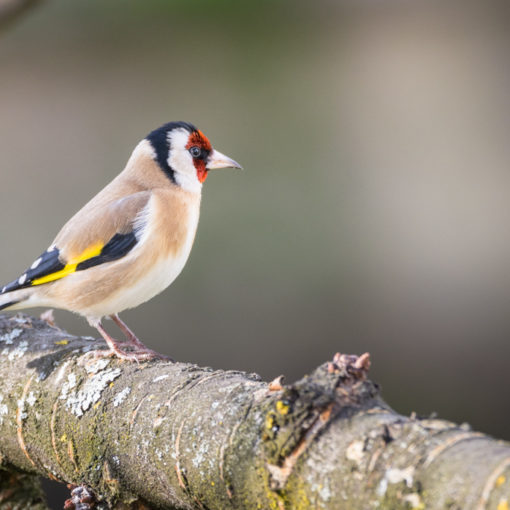 Chardonnet élégant / Carduelis carduelis