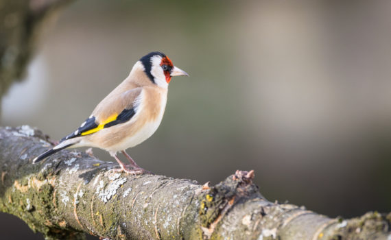 Chardonnet élégant / Carduelis carduelis