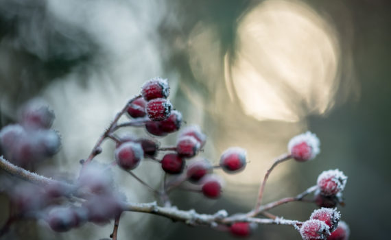 Aubépine monogyne / Crataegus monogyna