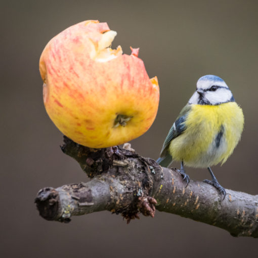 Mésange bleue / Cyanistes caeruleus