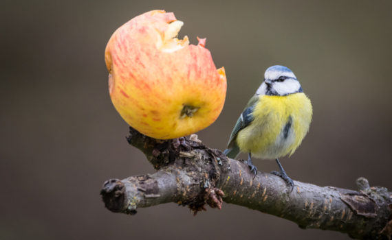 Mésange bleue / Cyanistes caeruleus