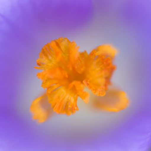 Crocus