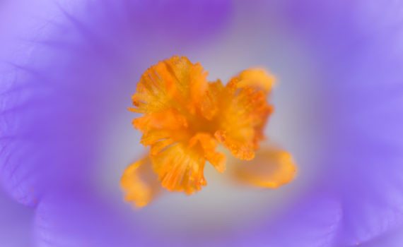 Crocus