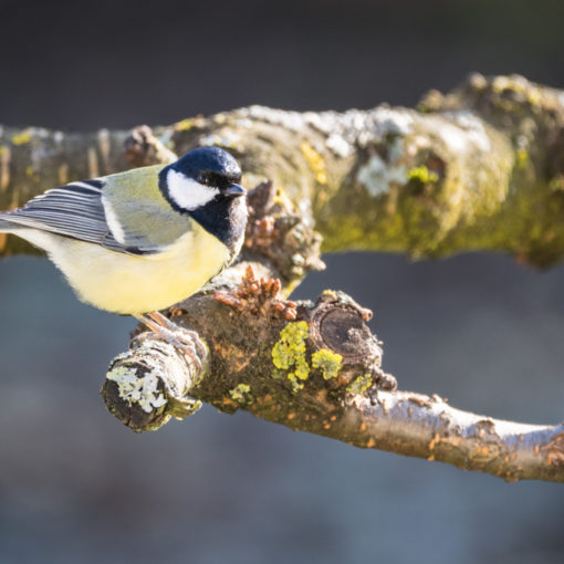 Mésange charbonnière / Parus major