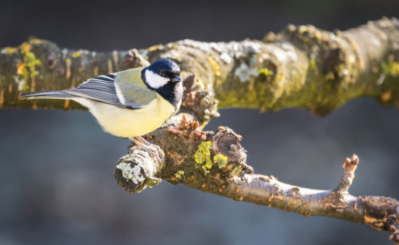 Mésange charbonnière / Parus major