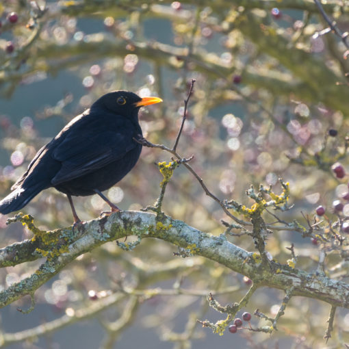 Merle noir / Turdus merula